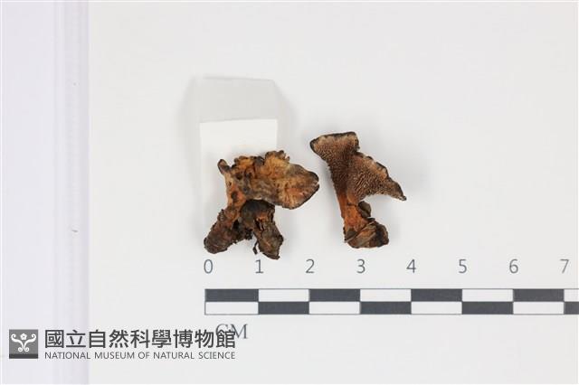 登錄號:F0035024藏品圖，第3張