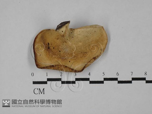 多孔菌屬藏品圖，第3張