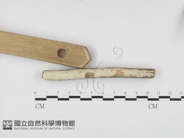 冇骨消絲齒菌藏品圖，第3張