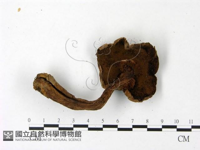 登錄號:F0023024藏品圖，第3張