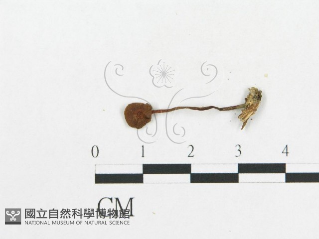 登錄號:F0003024藏品圖，第3張