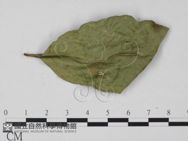 登錄號:F0008324藏品圖，第3張