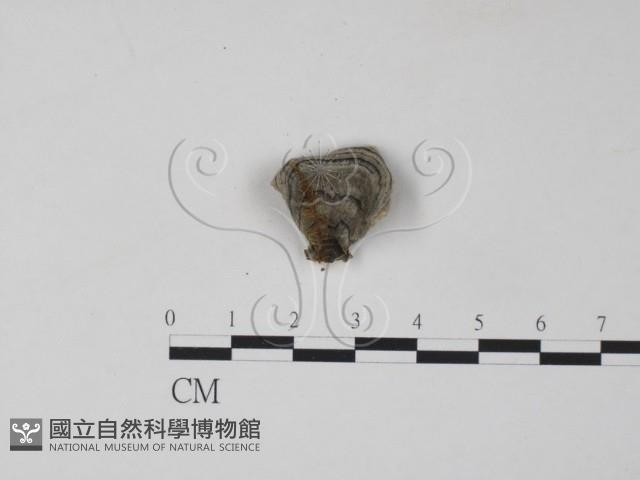 雲芝藏品圖，第3張