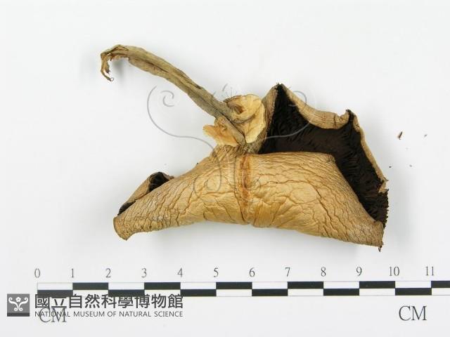 登錄號:F0016324藏品圖，第3張