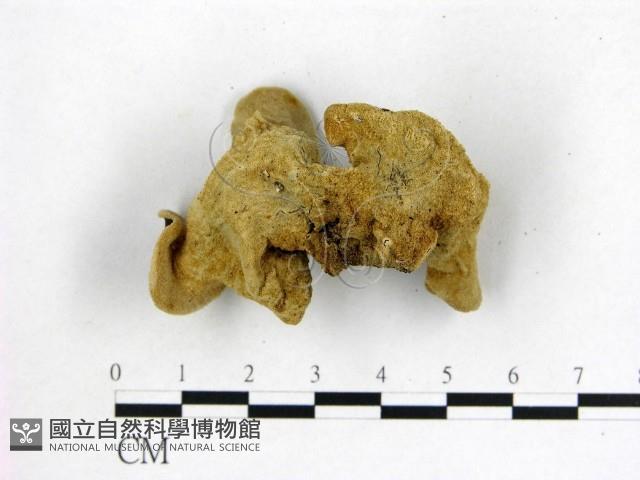 毛木耳藏品圖，第3張