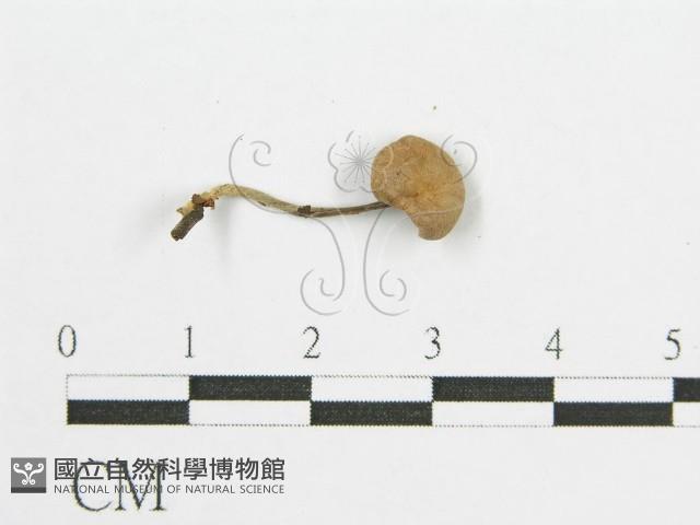 登錄號:F0002324藏品圖，第3張