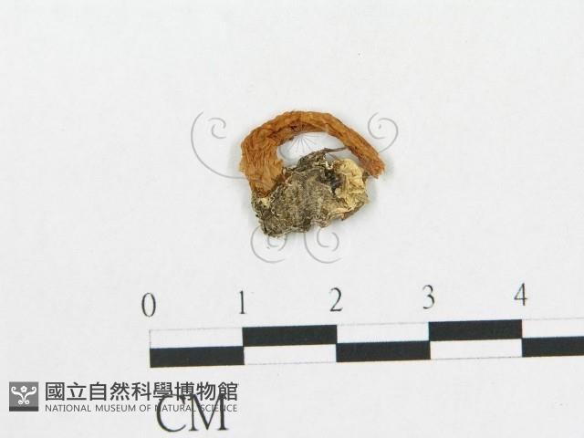 登錄號:F0012324藏品圖，第3張