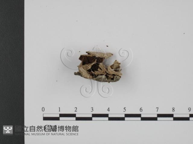 登錄號:F0007324藏品圖，第3張