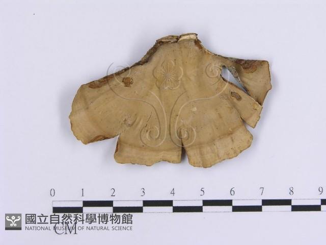 登錄號:F0017324藏品圖，第1張
