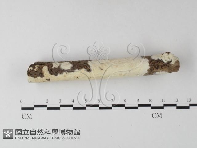 登錄號:F0025324藏品圖，第3張