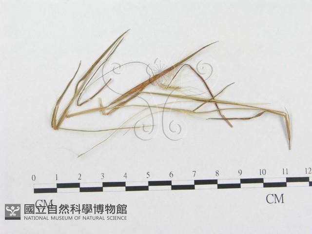 登錄號:F0019324藏品圖，第1張