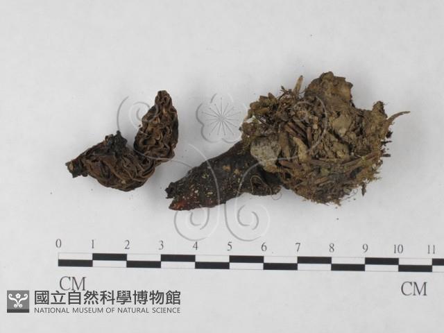 登錄號:F0023324藏品圖，第3張