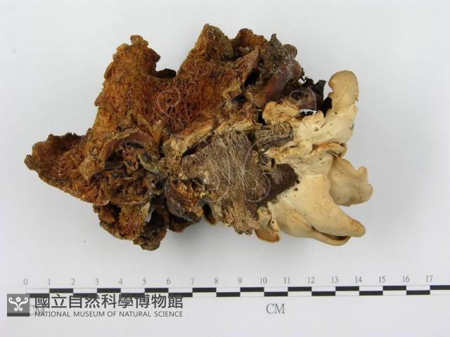 登錄號:F0003324藏品圖，第3張