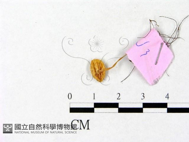 登錄號:F0013324藏品圖，第3張