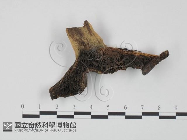 登錄號:F0020204藏品圖，第3張