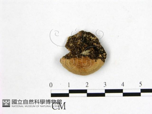 多年臥孔菌屬藏品圖，第3張