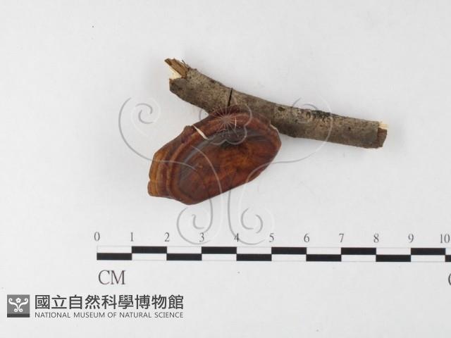 黄柄小孔菌藏品圖，第1張