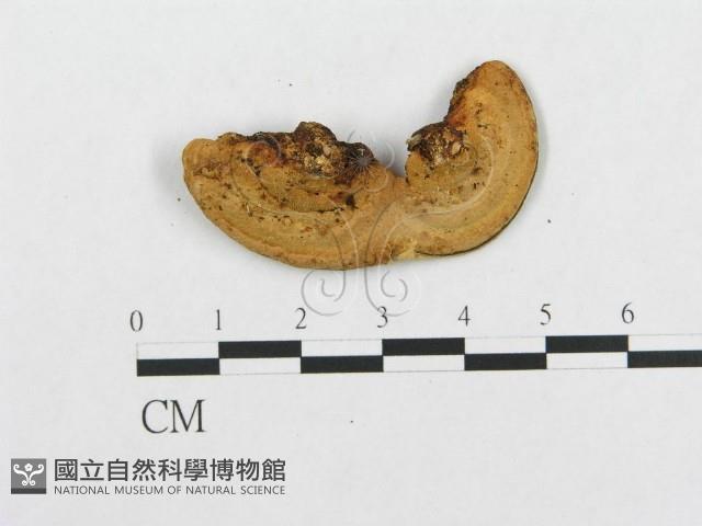 登錄號:F0016204藏品圖，第3張