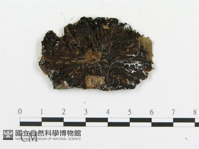傘菌屬藏品圖，第3張