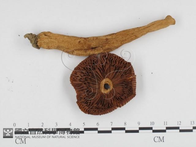 登錄號:F0024204藏品圖，第3張