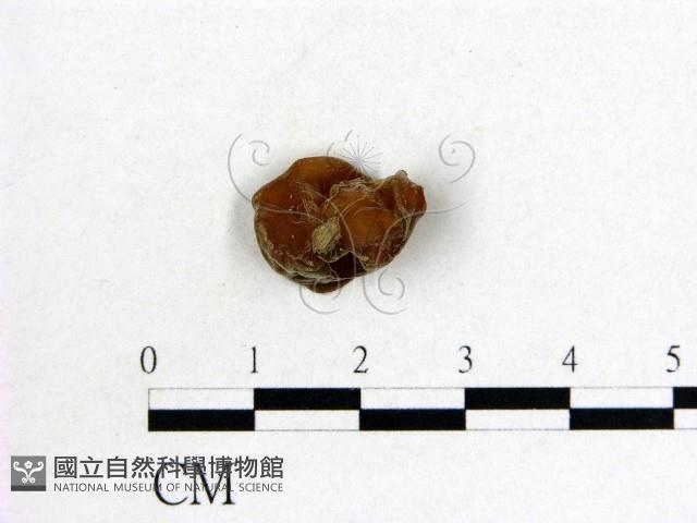 木耳屬藏品圖，第3張