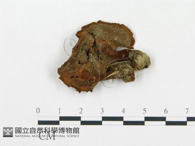 登錄號:F0012204藏品圖，第3張