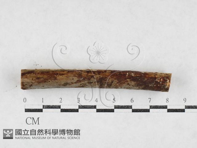 登錄號:F0027204藏品圖，第3張