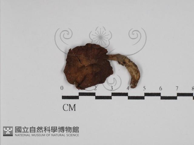 登錄號:F0013204藏品圖，第3張