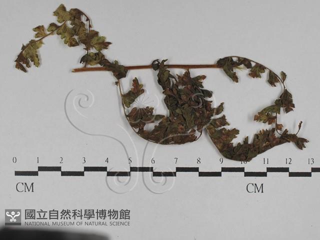 登錄號:F0028804藏品圖，第1張