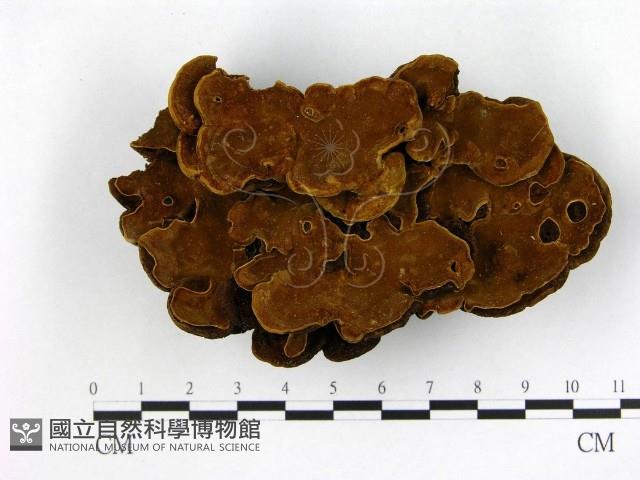 登錄號:F0008804藏品圖，第3張