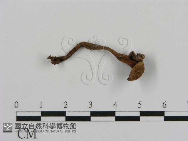 登錄號:F0018804藏品圖，第1張