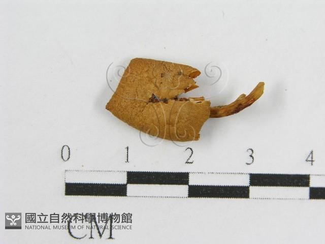 登錄號:F0010804藏品圖，第3張