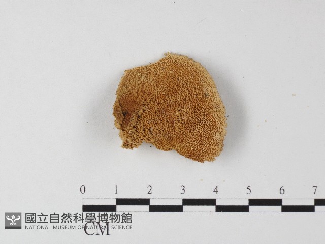 登錄號:F0006804藏品圖，第3張