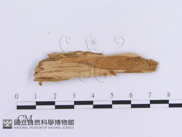 登錄號:F0016804藏品圖，第3張