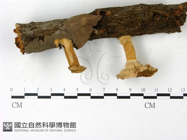 優雅波邊革菌藏品圖，第3張