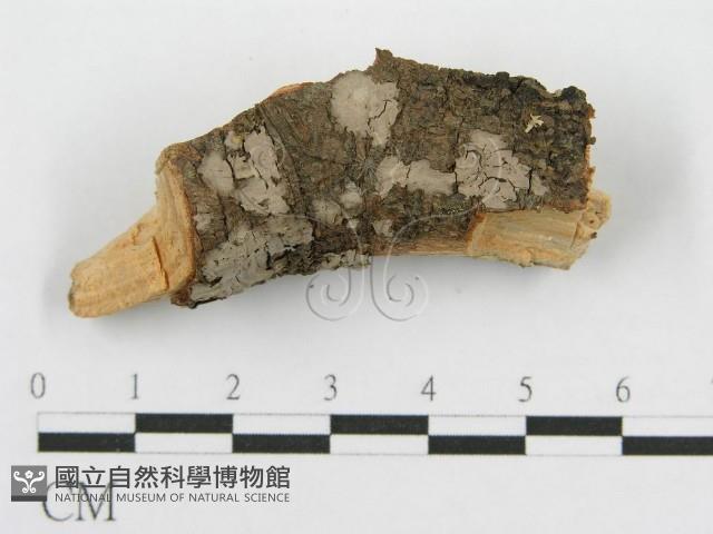筍殼菌屬藏品圖，第3張