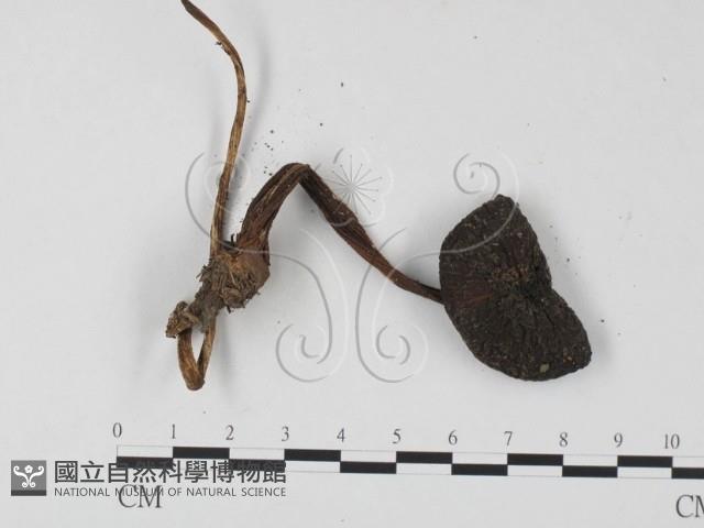 登錄號:F0025804藏品圖，第3張