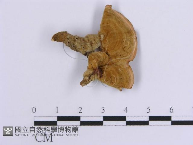 登錄號:F0015804藏品圖，第1張