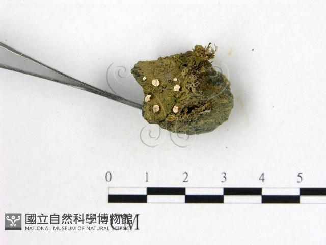 登錄號:F0009804藏品圖，第3張