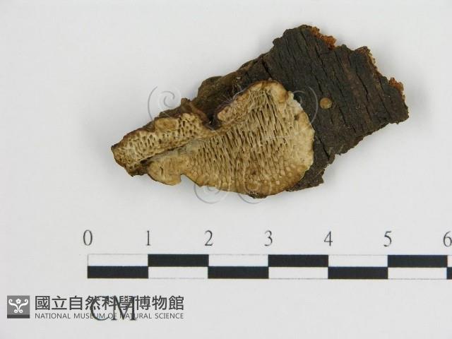 登錄號:F0019804藏品圖，第1張