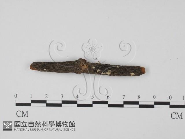 登錄號:F0013804藏品圖，第3張