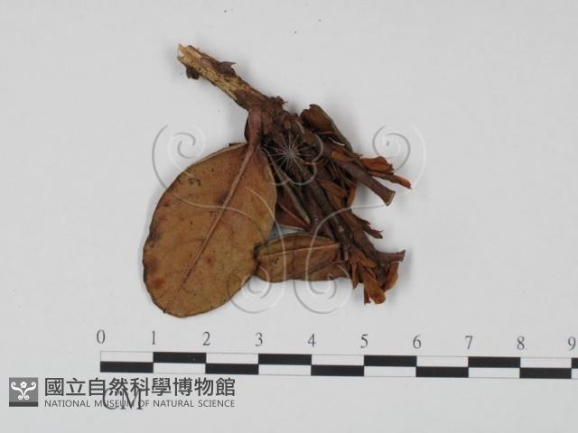 登錄號:F0018904藏品圖，第3張