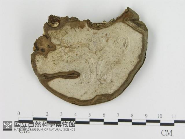 登錄號:F0020904藏品圖，第3張