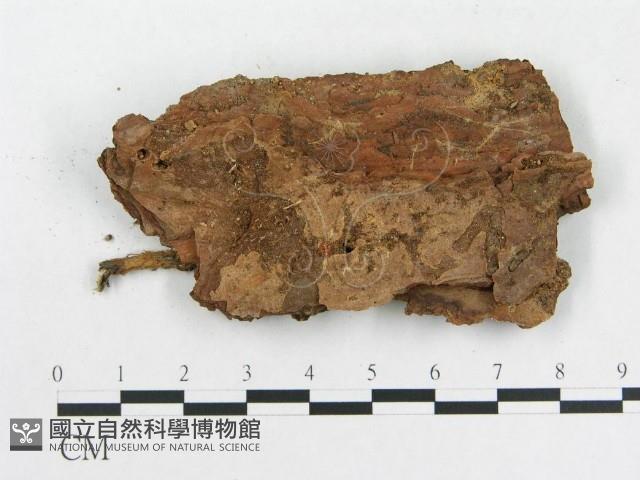 登錄號:F0000904藏品圖，第3張