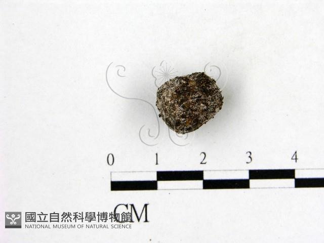 登錄號:F0016904藏品圖，第3張