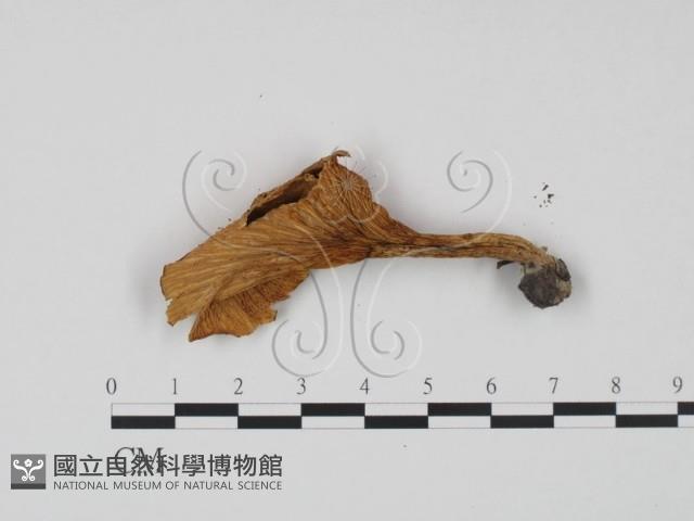 登錄號:F0021904藏品圖，第3張