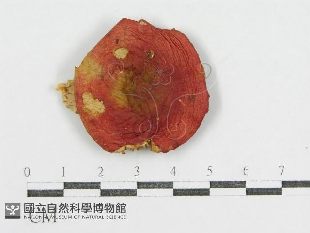 登錄號:F0004904藏品圖，第3張