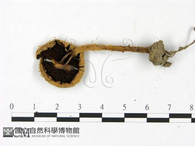 登錄號:F0022904藏品圖，第3張