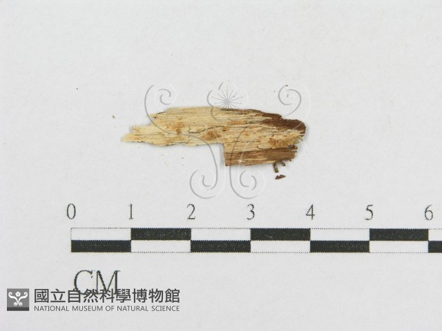 登錄號:F0002904藏品圖，第3張