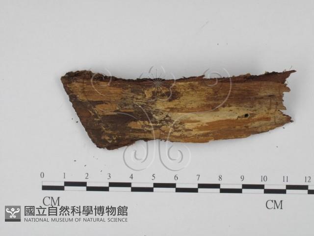 登錄號:F0012904藏品圖，第3張